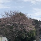 桜が咲きました。サムネイル
