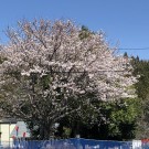 桜満開サムネイル